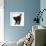 Fluffy Black Kitten, 9 Weeks Old, Stretching with Arched Back-Mark Taylor-Framed Photographic Print displayed on a wall