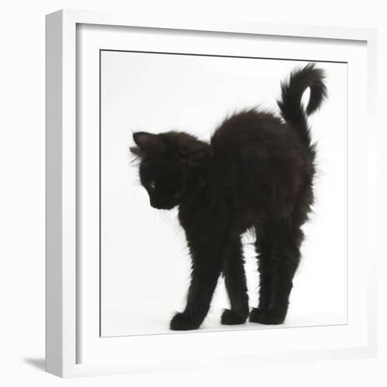 Fluffy Black Kitten, 9 Weeks Old, Stretching with Arched Back-Mark Taylor-Framed Photographic Print