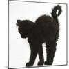 Fluffy Black Kitten, 9 Weeks Old, Stretching with Arched Back-Mark Taylor-Mounted Photographic Print