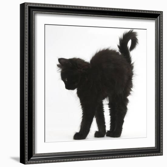 Fluffy Black Kitten, 9 Weeks Old, Stretching with Arched Back-Mark Taylor-Framed Photographic Print