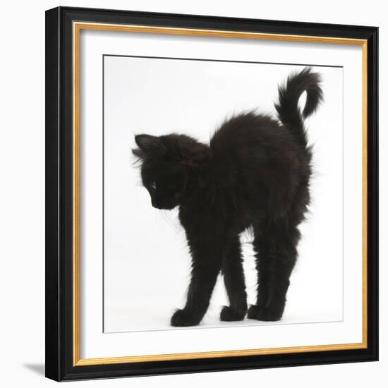 Fluffy Black Kitten, 9 Weeks Old, Stretching with Arched Back-Mark Taylor-Framed Photographic Print