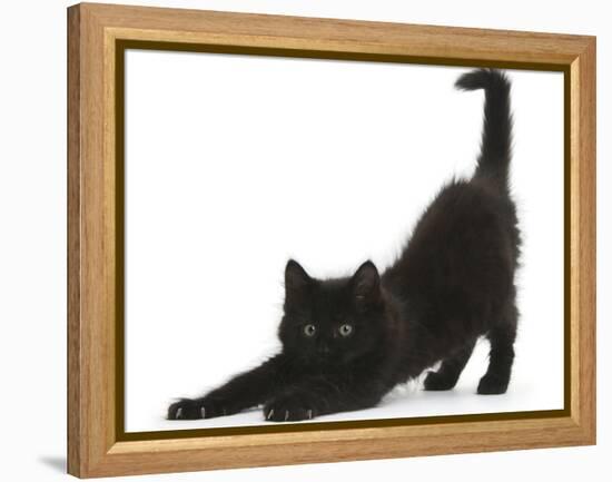 Fluffy Black Kitten, 9 Weeks, Stretching-Mark Taylor-Framed Premier Image Canvas