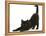 Fluffy Black Kitten, 9 Weeks, Stretching-Mark Taylor-Framed Premier Image Canvas