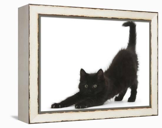 Fluffy Black Kitten, 9 Weeks, Stretching-Mark Taylor-Framed Premier Image Canvas