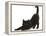 Fluffy Black Kitten, 9 Weeks, Stretching-Mark Taylor-Framed Premier Image Canvas