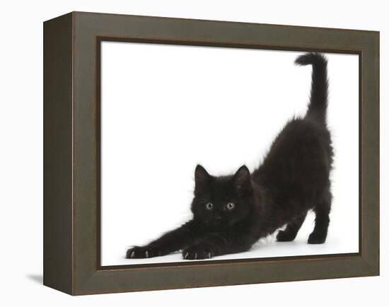 Fluffy Black Kitten, 9 Weeks, Stretching-Mark Taylor-Framed Premier Image Canvas