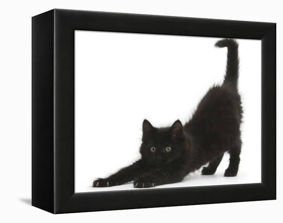 Fluffy Black Kitten, 9 Weeks, Stretching-Mark Taylor-Framed Premier Image Canvas