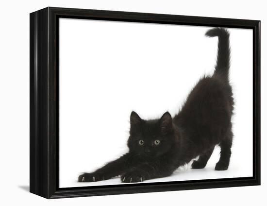 Fluffy Black Kitten, 9 Weeks, Stretching-Mark Taylor-Framed Premier Image Canvas