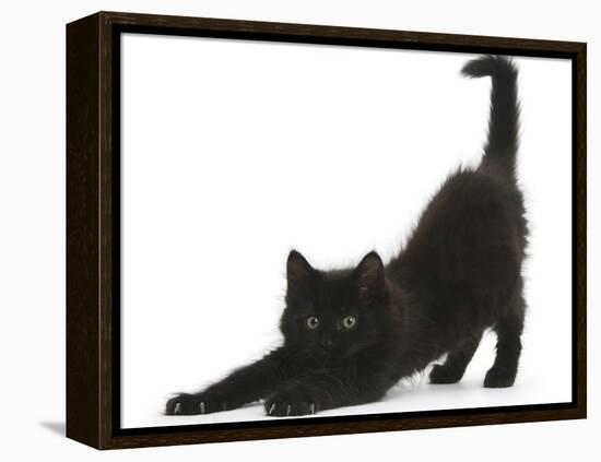 Fluffy Black Kitten, 9 Weeks, Stretching-Mark Taylor-Framed Premier Image Canvas