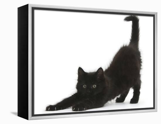Fluffy Black Kitten, 9 Weeks, Stretching-Mark Taylor-Framed Premier Image Canvas