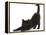 Fluffy Black Kitten, 9 Weeks, Stretching-Mark Taylor-Framed Premier Image Canvas