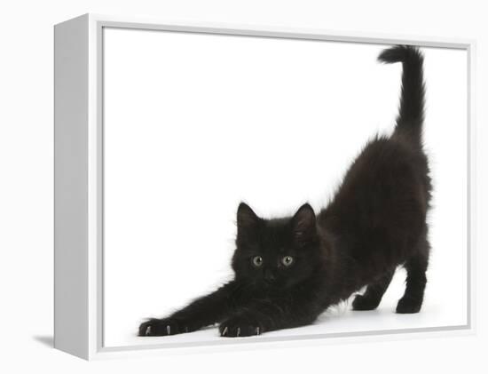 Fluffy Black Kitten, 9 Weeks, Stretching-Mark Taylor-Framed Premier Image Canvas