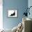 Fluffy Black Kitten, 9 Weeks, Stretching-Mark Taylor-Framed Photographic Print displayed on a wall