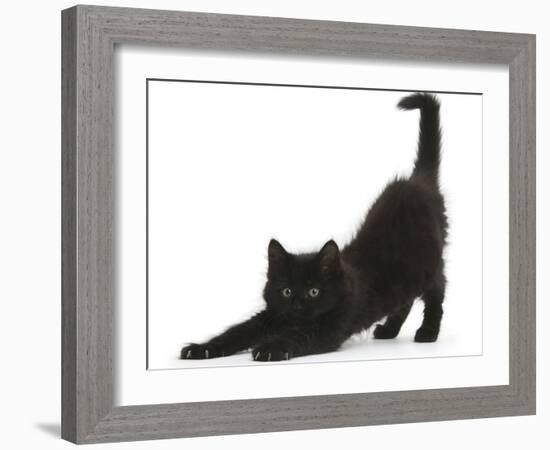 Fluffy Black Kitten, 9 Weeks, Stretching-Mark Taylor-Framed Photographic Print