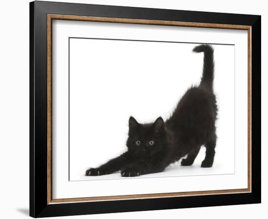 Fluffy Black Kitten, 9 Weeks, Stretching-Mark Taylor-Framed Photographic Print