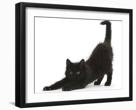 Fluffy Black Kitten, 9 Weeks, Stretching-Mark Taylor-Framed Photographic Print