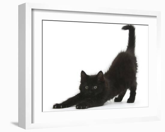 Fluffy Black Kitten, 9 Weeks, Stretching-Mark Taylor-Framed Photographic Print