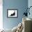 Fluffy Black Kitten, 9 Weeks, Stretching-Mark Taylor-Framed Photographic Print displayed on a wall