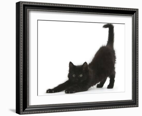 Fluffy Black Kitten, 9 Weeks, Stretching-Mark Taylor-Framed Photographic Print