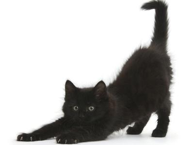 Fluffy Black Kitten 9 Weeks Stretching Photographic Print Mark Taylor Art Com