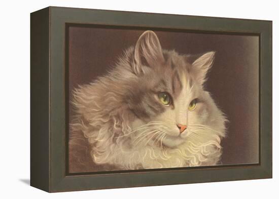 Fluffy Cat-null-Framed Stretched Canvas