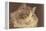 Fluffy Cat-null-Framed Stretched Canvas