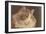 Fluffy Cat-null-Framed Art Print