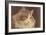 Fluffy Cat-null-Framed Art Print