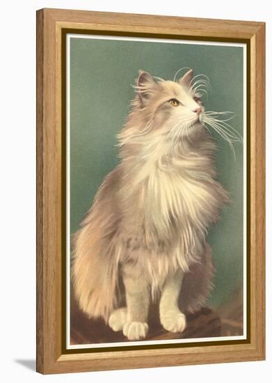 Fluffy Cat-null-Framed Stretched Canvas