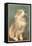 Fluffy Cat-null-Framed Stretched Canvas