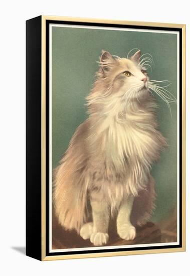 Fluffy Cat-null-Framed Stretched Canvas