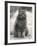 Fluffy Domestic Cat Sitting on the Pavement-Thomas Fall-Framed Photographic Print