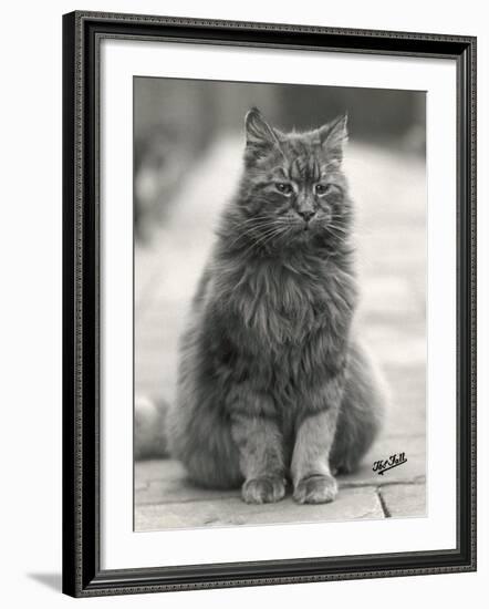Fluffy Domestic Cat Sitting on the Pavement-Thomas Fall-Framed Photographic Print