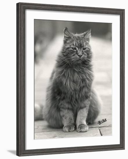 Fluffy Domestic Cat Sitting on the Pavement-Thomas Fall-Framed Photographic Print