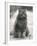 Fluffy Domestic Cat Sitting on the Pavement-Thomas Fall-Framed Photographic Print