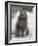 Fluffy Domestic Cat Sitting on the Pavement-Thomas Fall-Framed Photographic Print