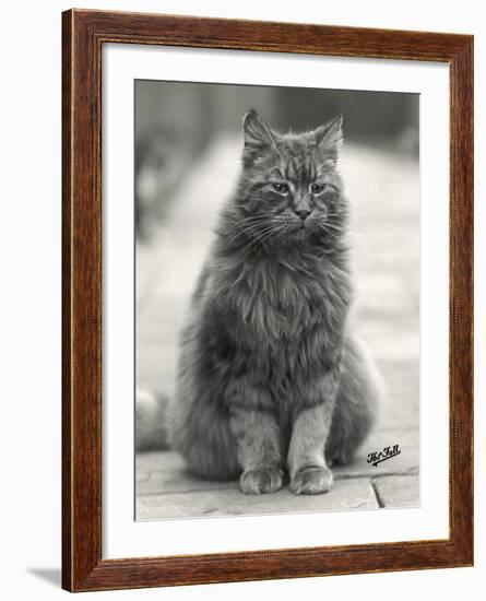 Fluffy Domestic Cat Sitting on the Pavement-Thomas Fall-Framed Photographic Print