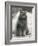 Fluffy Domestic Cat Sitting on the Pavement-Thomas Fall-Framed Photographic Print