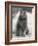 Fluffy Domestic Cat Sitting on the Pavement-Thomas Fall-Framed Photographic Print