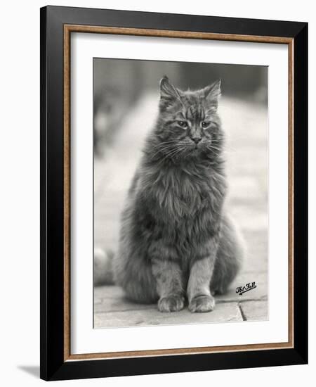 Fluffy Domestic Cat Sitting on the Pavement-Thomas Fall-Framed Photographic Print