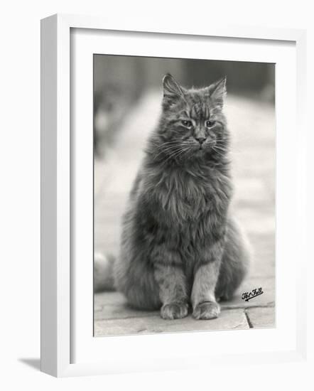 Fluffy Domestic Cat Sitting on the Pavement-Thomas Fall-Framed Photographic Print