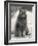 Fluffy Domestic Cat Sitting on the Pavement-Thomas Fall-Framed Photographic Print