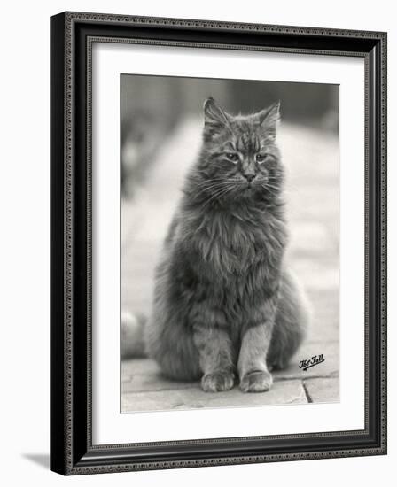 Fluffy Domestic Cat Sitting on the Pavement-Thomas Fall-Framed Photographic Print