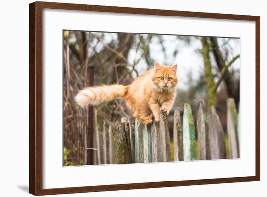 Fluffy Ginger Tabby Cat Walking on Old Wooden Fence-lkoimages-Framed Photographic Print