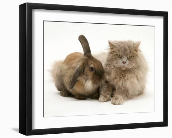 Fluffy Grey Cat Cuddled up with Dwarf Lionhead Rabbit-Jane Burton-Framed Photographic Print