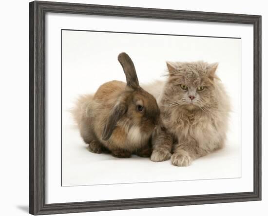 Fluffy Grey Cat Cuddled up with Dwarf Lionhead Rabbit-Jane Burton-Framed Photographic Print