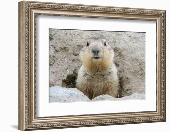 Fluffy Head and Torso Groundhog without Shadow on the Background of the Steppe Soil-Owsigor-Framed Photographic Print