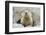 Fluffy Head and Torso Groundhog without Shadow on the Background of the Steppe Soil-Owsigor-Framed Photographic Print