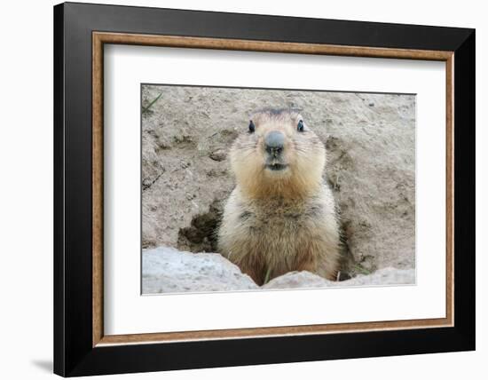 Fluffy Head and Torso Groundhog without Shadow on the Background of the Steppe Soil-Owsigor-Framed Photographic Print