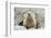 Fluffy Head and Torso Groundhog without Shadow on the Background of the Steppe Soil-Owsigor-Framed Photographic Print